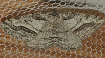 Boarmie occitane (La) Calamodes occitanaria (Duponchel, 1829)