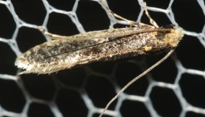  Monopis laevigella (Denis & Schiffermüller, 1775)