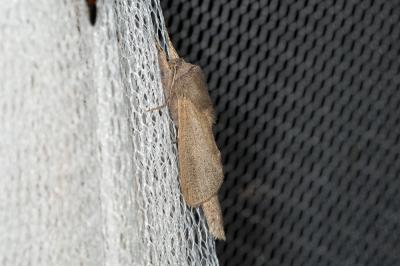 Zeuzère du Roseau (La) Phragmataecia castaneae (Hübner, 1790)