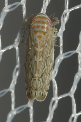  Paralimnus phragmitis (Boheman, 1847)
