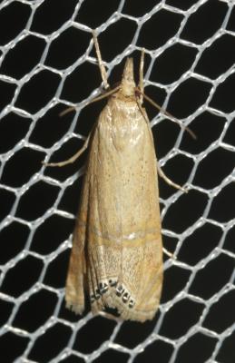  Euchromius ocellea (Haworth, 1811)