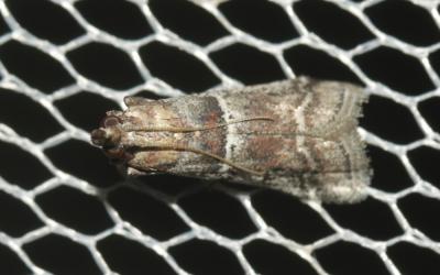  Alophia combustella (Herrich-Schäffer, 1855)