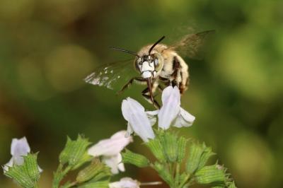 Amégille bavarde Amegilla garrula (Rossi, 1790)