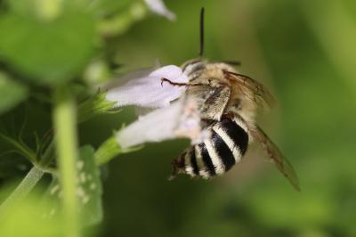Amégille bavarde Amegilla garrula (Rossi, 1790)