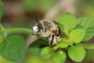 Amégille bavarde Amegilla garrula (Rossi, 1790)