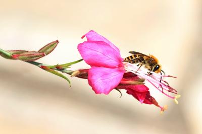  Colletes Latreille, 1802