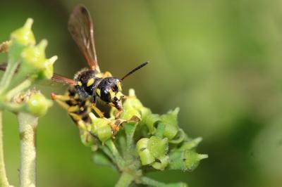  Cerceris flavilabris (Fabricius, 1793)