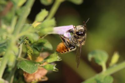 Mégachile du rosier, Abeille découpeuse Megachile centuncularis (Linnaeus, 1758)