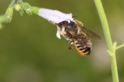 Mégachile du rosier, Abeille découpeuse Megachile centuncularis (Linnaeus, 1758)