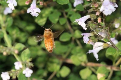 Abeille domestique, Abeille européenne, Abeille me Apis mellifera Linnaeus, 1758