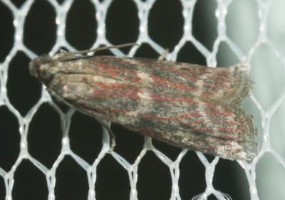  Cryptoblabes gnidiella (Millière, 1867)