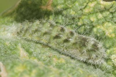  Wheeleria spilodactyla (Curtis, 1827)