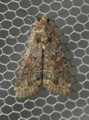 Noctuelle exiguë (La) Spodoptera exigua (Hübner, 1808)