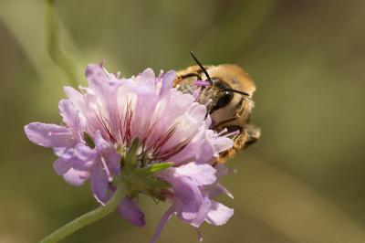  Dasypoda argentata Panzer, 1809