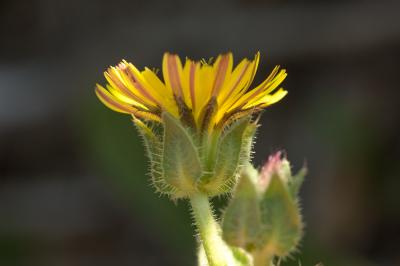 Picride fausse Vipérine Helminthotheca echioides (L.) Holub, 1973