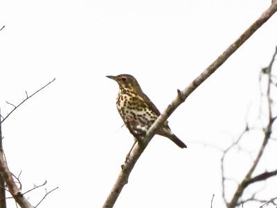Grive musicienne Turdus philomelos C. L. Brehm, 1831