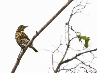 Grive musicienne Turdus philomelos C. L. Brehm, 1831