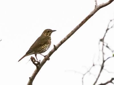Grive musicienne Turdus philomelos C. L. Brehm, 1831