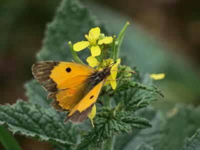 Souci (Le) Colias crocea (Geoffroy in Fourcroy, 1785)