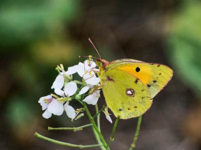 Souci (Le) Colias crocea (Geoffroy in Fourcroy, 1785)