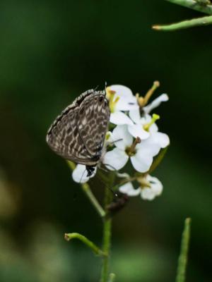 Azuré de la Luzerne (L'), Azuré de Lang (L'), Argu Leptotes pirithous (Linnaeus, 1767)
