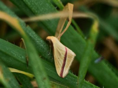 Phalène sacrée (La) Rhodometra sacraria (Linnaeus, 1767)
