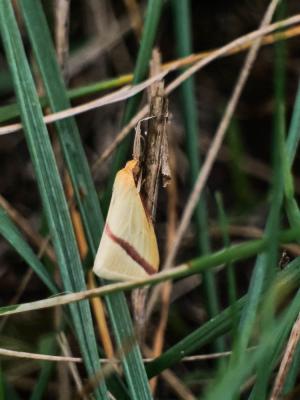 Phalène sacrée (La) Rhodometra sacraria (Linnaeus, 1767)