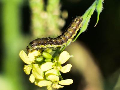 Armigère (L') Helicoverpa armigera (Hübner, 1808)