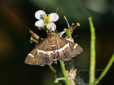  Spoladea recurvalis (Fabricius, 1775)