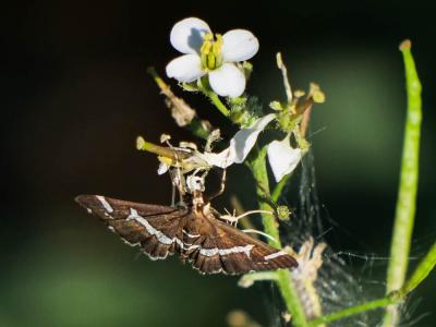  Spoladea recurvalis (Fabricius, 1775)