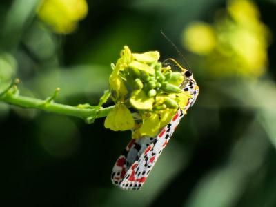  Utetheisa pulchella pulchella (Linnaeus, 1758)