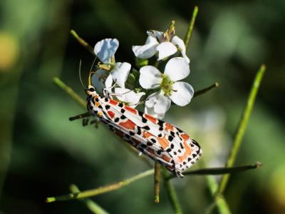  Utetheisa pulchella pulchella (Linnaeus, 1758)
