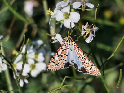  Utetheisa pulchella pulchella (Linnaeus, 1758)