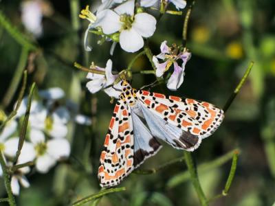  Utetheisa pulchella pulchella (Linnaeus, 1758)