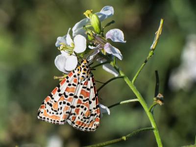  Utetheisa pulchella pulchella (Linnaeus, 1758)