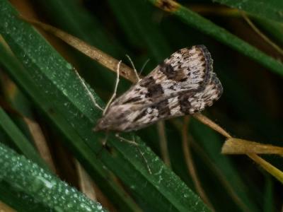  Nomophila noctuella (Denis & Schiffermüller, 1775)