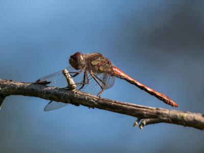 Sympétrum fascié (Le) Sympetrum striolatum (Charpentier, 1840)