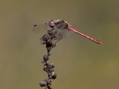 Sympétrum fascié (Le) Sympetrum striolatum (Charpentier, 1840)