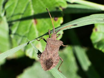 Corée marginée Coreus marginatus (Linnaeus, 1758)