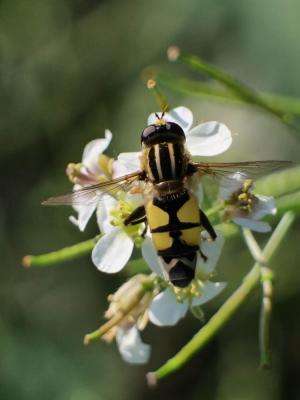  Helophilus trivittatus (Fabricius, 1805)