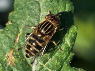  Eristalinus megacephalus (Rossi, 1794)
