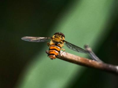  Episyrphus balteatus (De Geer, 1776)