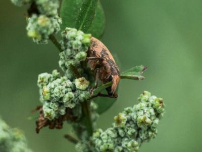 Charançons Curculionidae Latreille, 1802
