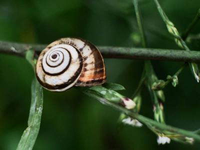  Helicidae Rafinesque, 1815