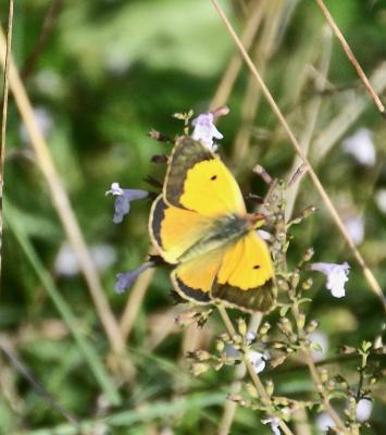 Souci (Le) Colias crocea (Geoffroy in Fourcroy, 1785)