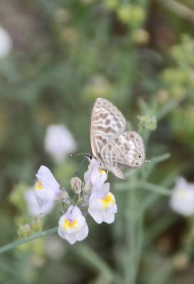 Azuré de la Luzerne (L'), Azuré de Lang (L'), Argu Leptotes pirithous (Linnaeus, 1767)