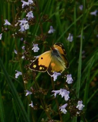 Souci (Le) Colias crocea (Geoffroy in Fourcroy, 1785)