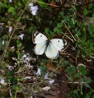 Fluoré (Le) Colias alfacariensis Ribbe, 1905
