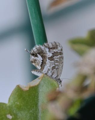 Brun du pélargonium (Le), Argus des Pélargoniums ( Cacyreus marshalli Butler, 1898