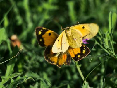Souci (Le) Colias crocea (Geoffroy in Fourcroy, 1785)